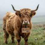 How much is a highland cow
